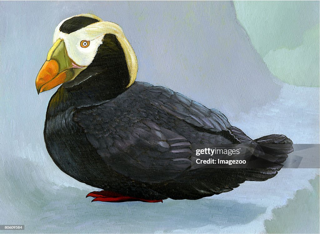 An illustration of a tufted puffin