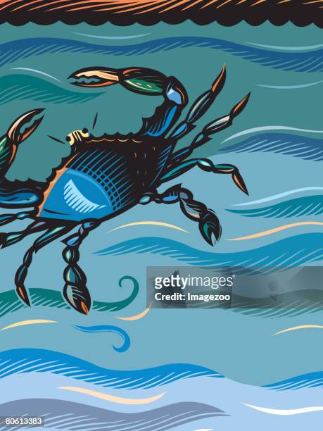 stockillustraties, clipart, cartoons en iconen met a blue crab in the water - blauwe zwemkrab