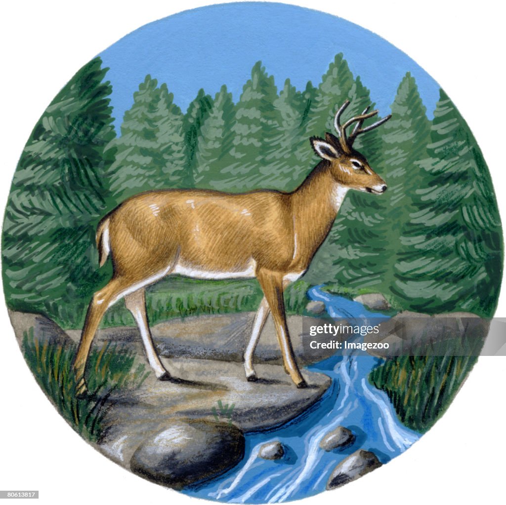 An illustration of a deer at a stream of water