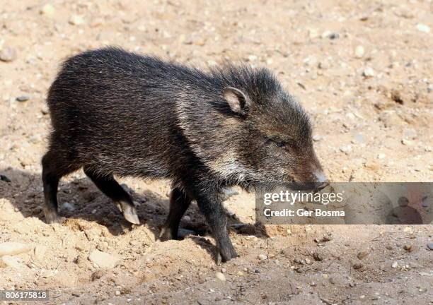 collared peccary baby (pecari tajacu) - collared peccary stock pictures, royalty-free photos & images