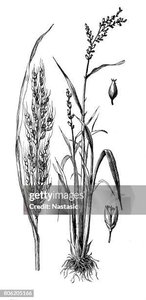 91点のモノクロ 稲イラスト素材 Getty Images 91点のモノクロ 稲イラスト素材 Getty Images