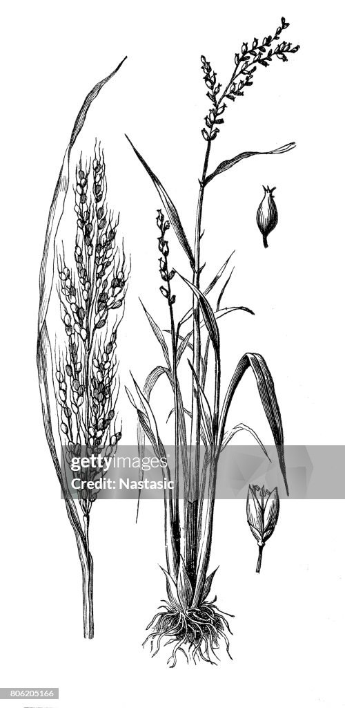 Oryza sativa, Asian rice