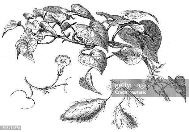 sweet-potato (edulis potatoes) - root vegetables white background stock illustrations