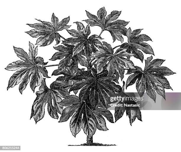 aralia sieboldii (fatsia) - paper mill stock illustrations