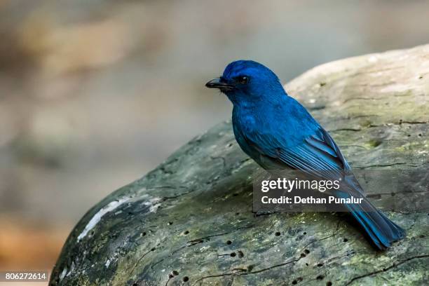 Java Blue Flycatcher 3,191 Blue Flycatcher Stock Photos, High-Res Pictures, and Images ...