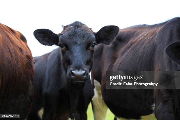 curious cow - viehweide stockfoto's en -beelden