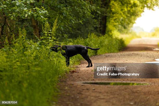 dog is searching - beschaulichkeit stock pictures, royalty-free photos & images