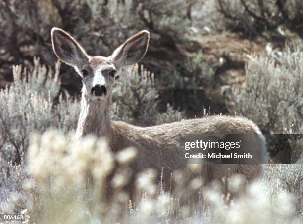 Young deer is spooked while walking through sagebrush, April 19, 2001 in Sublette County, WY. Environmentalists are concerned that the recent surge...