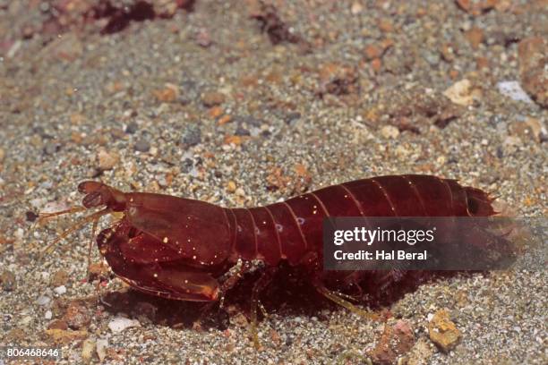 red-lined mantis shrimp - mantis shrimp stock pictures, royalty-free photos & images