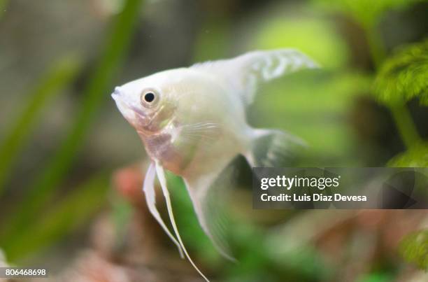 fish swimming - green moray eel stock pictures, royalty-free photos & images