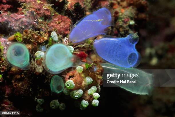 Tunicate Extract 51 Tunicate Hal Beral Stock Photos, High-Res Pictures, and Images ...