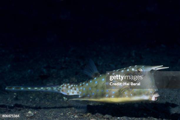 longhorn cowfish - longhorn cowfish stock pictures, royalty-free photos & images