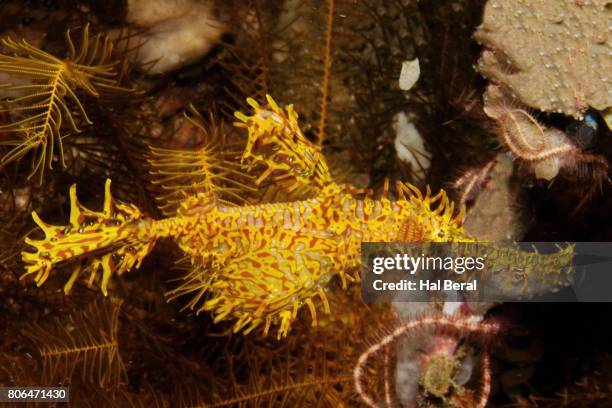 ornate ghost pipefish - halicampus macrorhynchus peixe cachimbo fantasma - fotografias e filmes do acervo