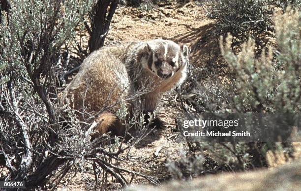 Badger peers through the brush, April 19, 2001 in Sublette County, WY. Environmentalists are concerned that the recent surge toward exploration and...