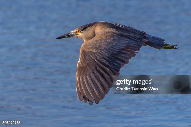 black-crowned night heron - huntington beach night stock pictures, royalty-free photos & images