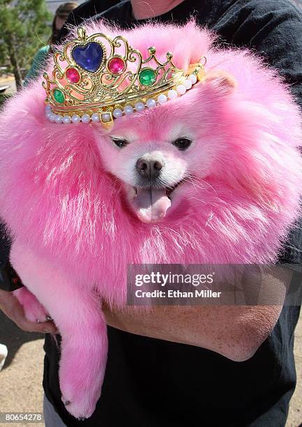 Dog named Mr. Hollywood wears a crown after being named Mr. Pet-a-Palooza at Mix 94.1's ninth annual Pet-A-Palooza at Sam Boyd Stadium's Star Nursery...