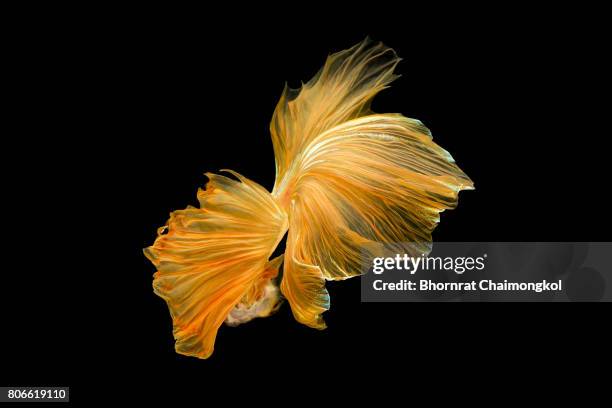 betta fish,siamese fighting fish on black background - animal fin stock pictures, royalty-free photos & images