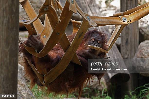An orang-utan munches on Matza, the unleavened cracker-like bread that religious Jews eat during the upcoming festival of Pesach , as the Safari Park...