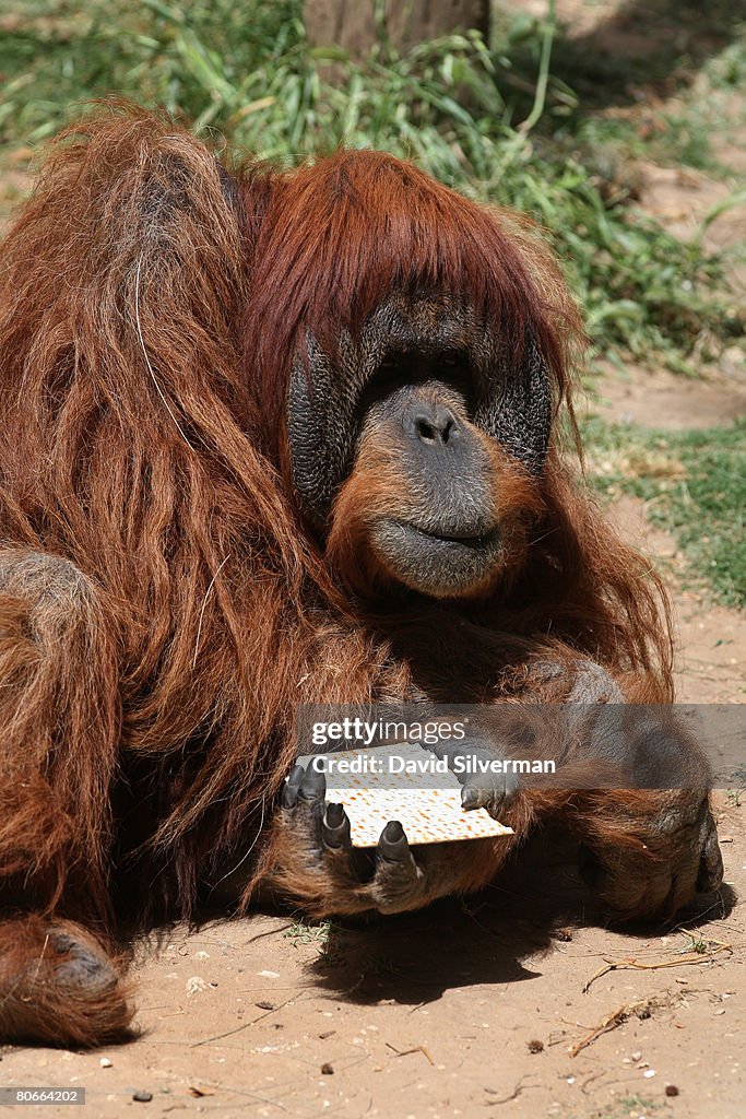 Safari Park Prepares For Passover