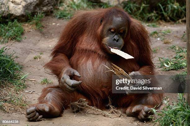 An orang-utan munches on Matza, the unleavened cracker-like bread that religious Jews eat during the upcoming festival of Pesach , as the Safari Park...