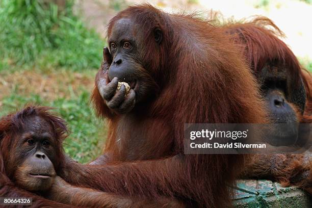 Orang-utans munch on Matza, the unleavened cracker-like bread that religious Jews eat during the upcoming festival of Pesach , as the Safari Park...