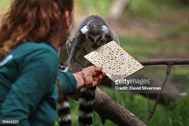 Nati, the primate keeper at the Safari Park, offers a ring-tailed lemur a piece of Matza, the unleavened cracker-like bread that religious Jews eat...