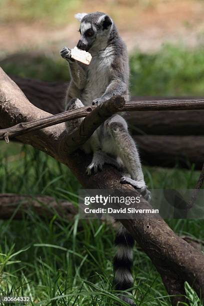 Ring-tailed lemur snacks on a piece of Matza, the unleavened cracker-like bread that religious Jews eat during the upcoming festival of Pesach , as...