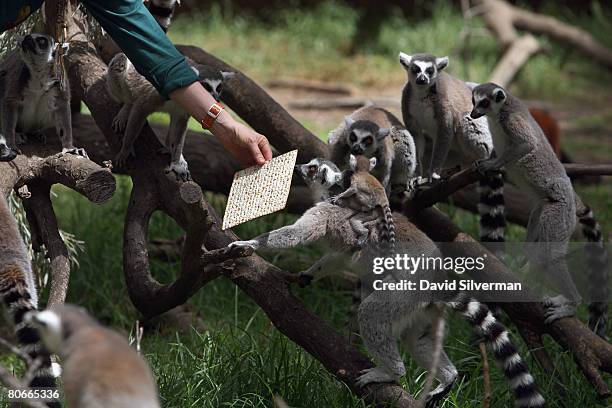 Nati, the primate keeper at the Safari Park, offers ring-tailed lemurs a piece of Matza, the unleavened cracker-like bread that religious Jews eat...