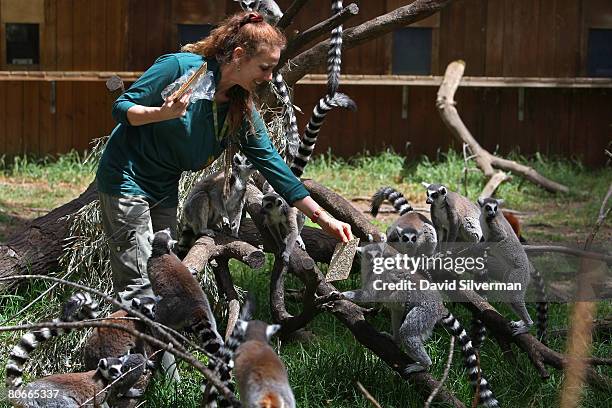 Nati, the primate keeper at the Safari Park, offers ring-tailed lemurs a piece of Matza, the unleavened cracker-like bread that religious Jews eat...