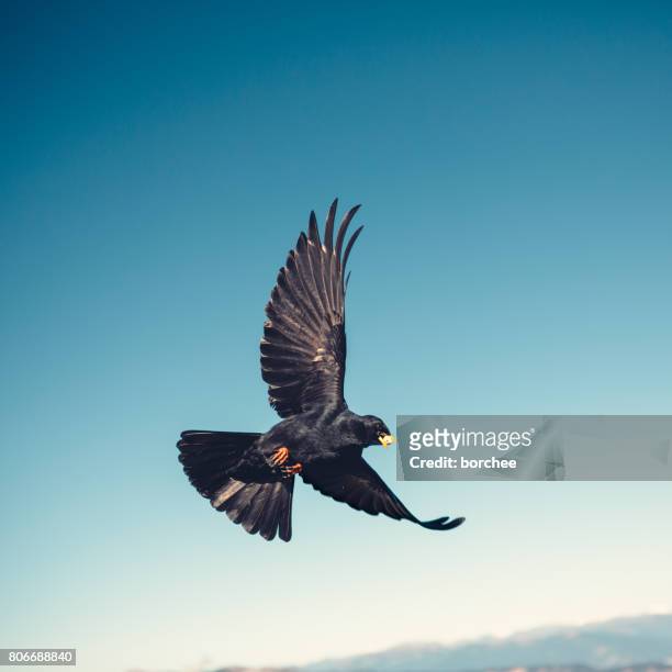 flying jackdaw - raven imagens e fotografias de stock