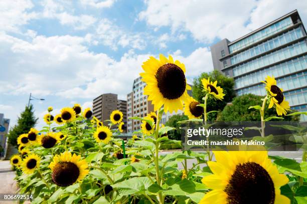 sunflowers - girasol común fotografías e imágenes de stock