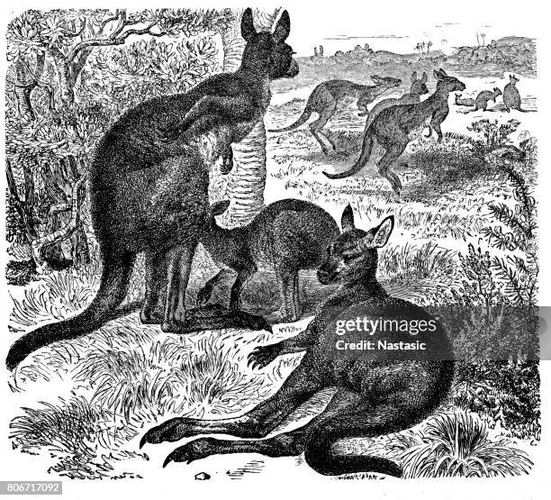 eastern grey kangaroo, macropus giganteus - eastern gray kangaroo stock illustrations