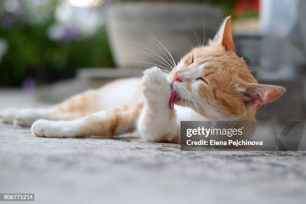 bath time - lamber imagens e fotografias de stock