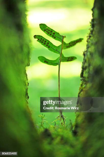 small licorice fern growing between two tree trunks. - polypodiaceae stock pictures, royalty-free photos & images