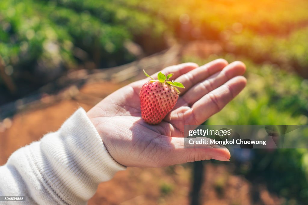 Woman handful or holding of delicious red fresh strawberries in the garden