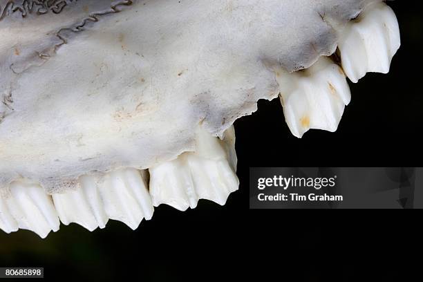 Sheep jaw and teeth, Cotswolds, England