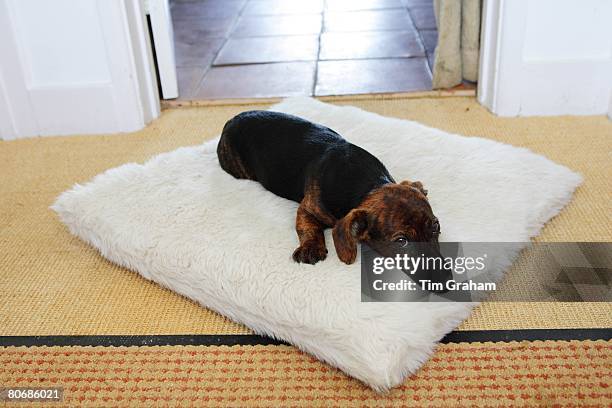 Black and tan Jack Russell terrier pedigree puppy sleeping on his bed, England, United Kingdom