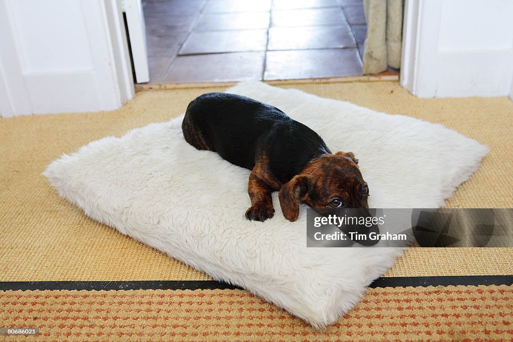 Black and tan Jack Russell terrier pedigree puppy sleeping on his bed, England, United Kingdom