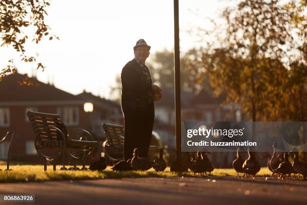 senior mannen verzorgen van eenden - un seul homme stockfoto's en -beelden