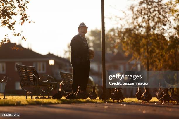 senior men taking care of ducks - troisième âge stock pictures, royalty-free photos & images