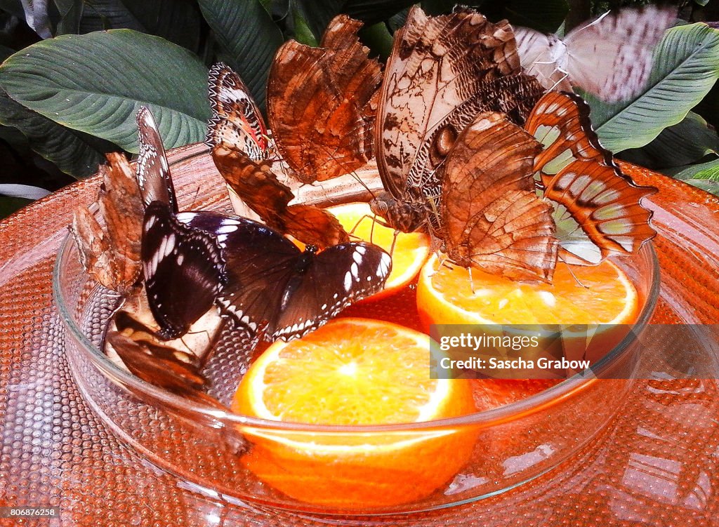 Butterflies on Orange