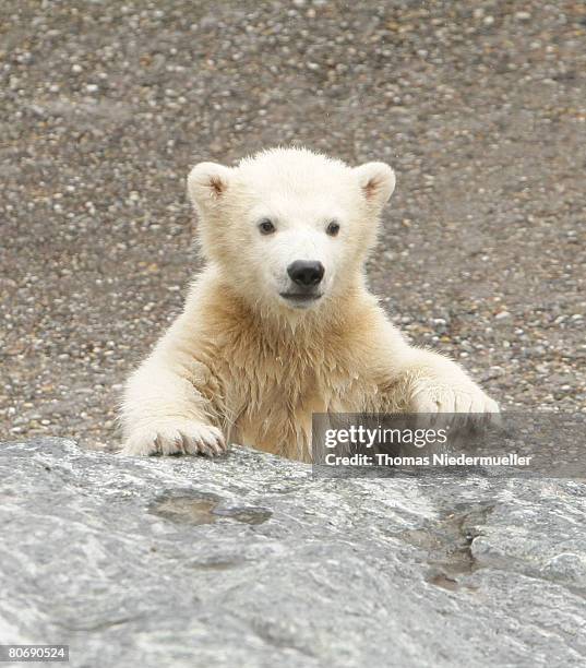 Wilbear, the four-month old polar bear cub is seen playing during the first day of his public appearance at the Wilhemina on April 16, 2008 in...