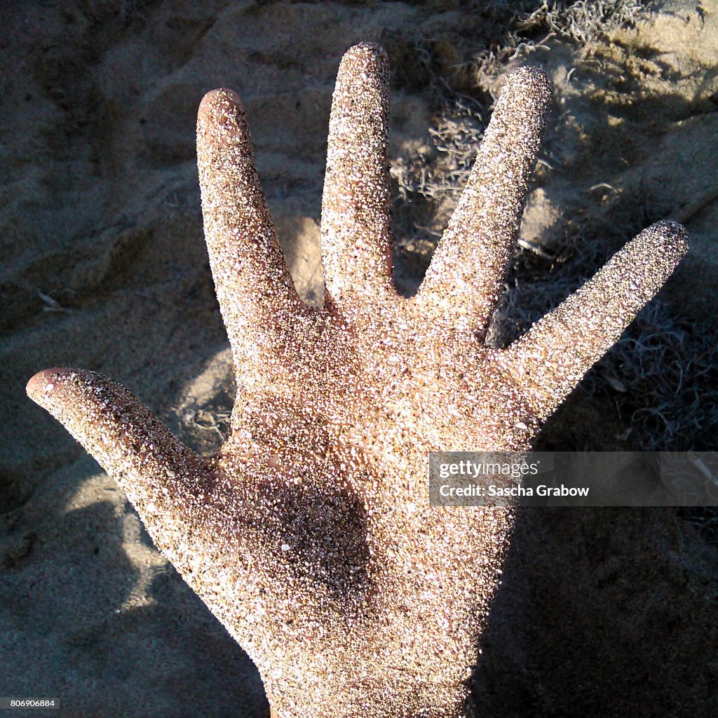 Sandy Palm