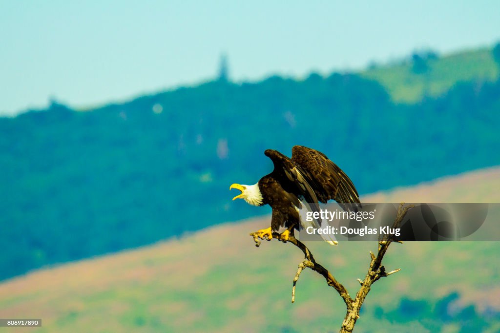 Perched