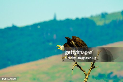 Perched Perched