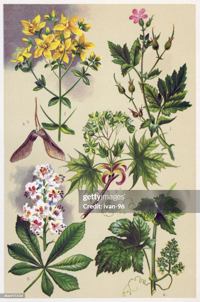 Medicinal and Herbal Plants
