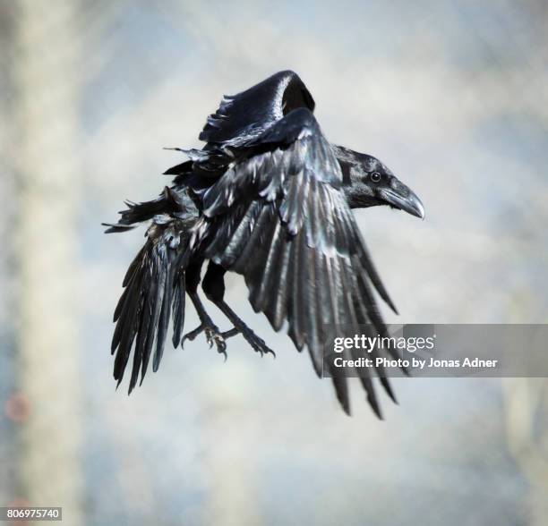 the raven - jonas adner stock-fotos und bilder