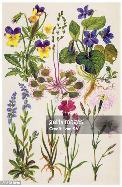 ilustraciones, imágenes clip art, dibujos animados e iconos de stock de plantas medicinales y hierbas - carnation flower