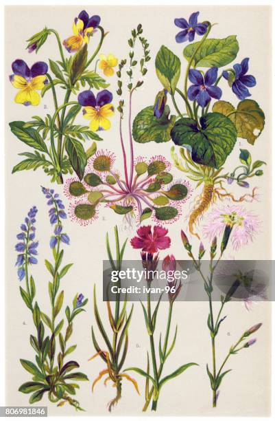 medicinal and herbal plants - carnivorous plant stock illustrations