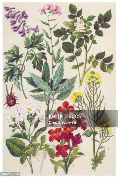 medicinal and herbal plants - crested lark stock illustrations